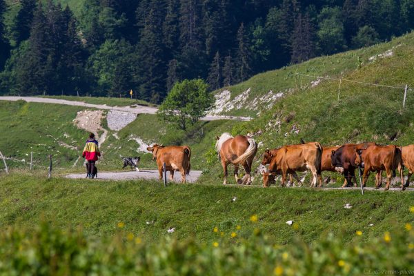 Loïc Perron Photo, Agriculture, producteurs, viticulture, savoie, Isère, Rhône-Alpes, isère,