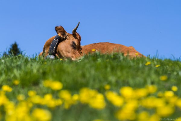 vache tarine en alpage, stage photo en Chartreuse, savoie, Isère, Rhône-Alpes,