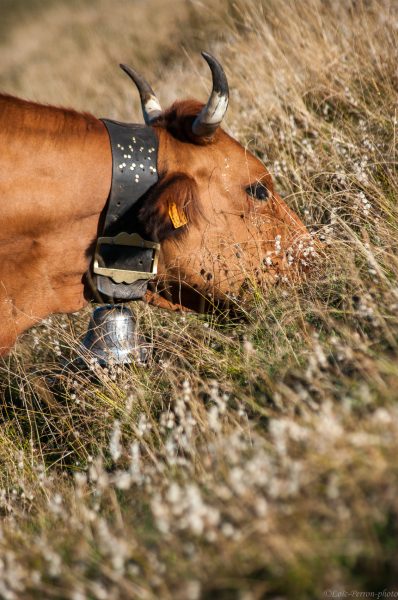 Loïc Perron Photo, Agriculture, producteurs, viticulture, savoie, Isère, Rhône-Alpes, isère,