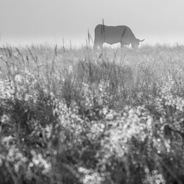 Aubrac, France, vache aubrac