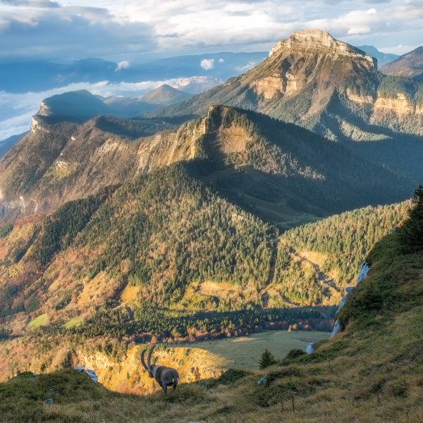 bouquetin, dent de Crolles, Chamechaude, Chartreuse, Alpes