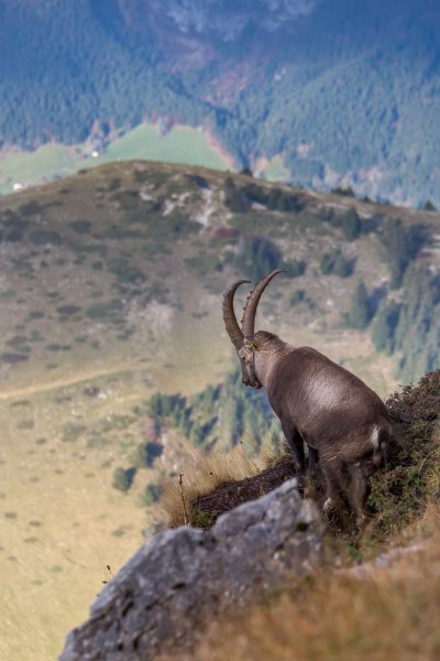 stage photo bouquetin, dent de Crolles, Chamechaude, Chartreuse, Alpes