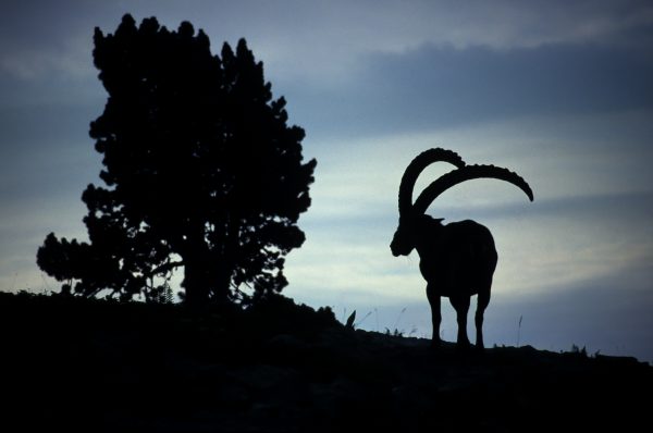 stage photo animalière, bouquetin, Alpes