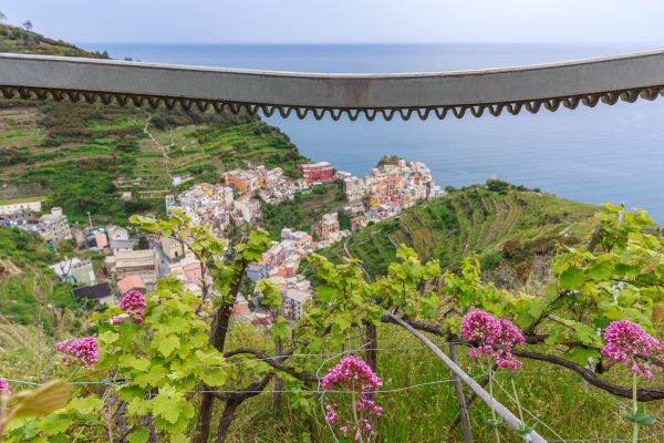 Cinque Terre, Italia, Liguria, vignes de Manarola, crémaillère