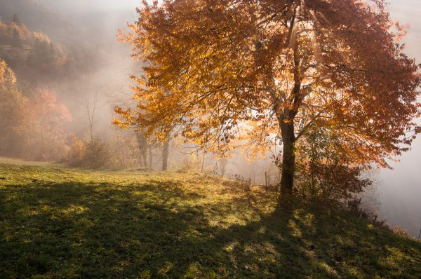 Alps, Isère, Chartreuse, arbre d'automne