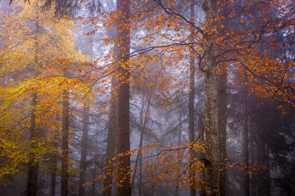 Alps, Isère, Chartreuse, autumn forest