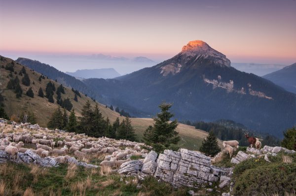 Alps, Isère, Chartreuse, moutons sur Pravouta, lever de soleil sur Chamechaude