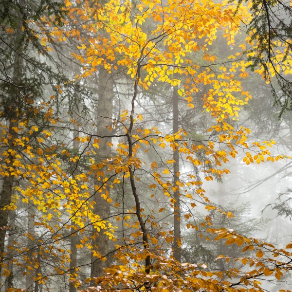 Alps, Isère, Chartreuse, autumn forest