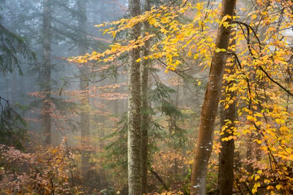 Alpes, Isère, Chartreuse, forêt d'automne