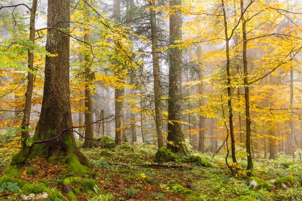 Alps, Isère, Chartreuse, autumn forest