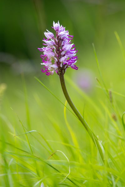 stage photo flore, stage macro-photo, orchis militaire, chartreuse