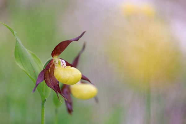 orchidée, sabot de Vénus, Cypripedium calceolus, stage photo flore, stage macro-photo, Chartreuse