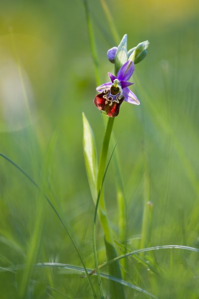 orchidée, orchis bourdon, stage photo flore, stage macro-photo, Chartreuse