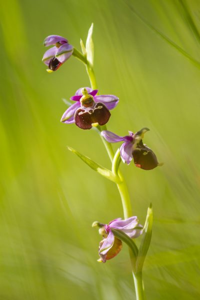 orchidée, orchis bourdon, stage photo flore, stage macro-photo, Chartreuse