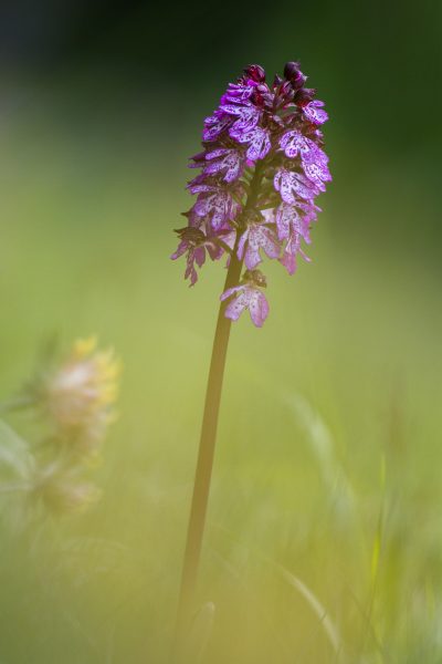 stage photo flore, stage macro-photo, orchis pourpre, chartreuse