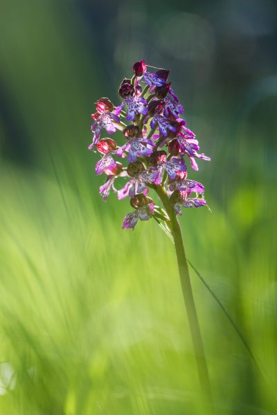 stage photo flore, stage macro-photo, orchis pourpre, chartreuse