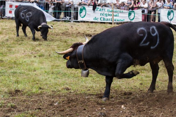 Chartreuse, Alpes, Fête des Hérens, Saint-Pierre-de-Chartreuse, combat de vaches Hérens, bataille de reines