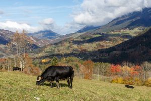 Chartreuse, Alpes, Saint-Pierre-de-Chartreuse, vaches Hérens