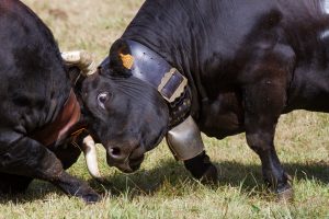 Chartreuse, Alpes, Fête des Hérens, Saint-Pierre-de-Chartreuse, combat de vaches Hérens, bataille de reines