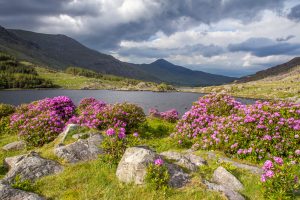 Irlande, Kerry, Iveragh peninsula, lough perdu, près de Moll's Gap, jardin de lauriers roses