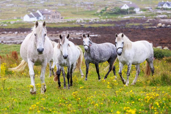 Irlande, poneys du Connemara