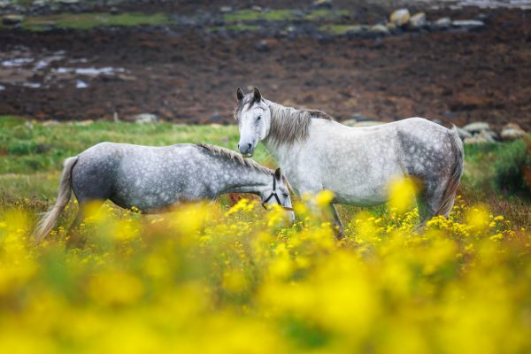 Irlande, poneys du Connemara