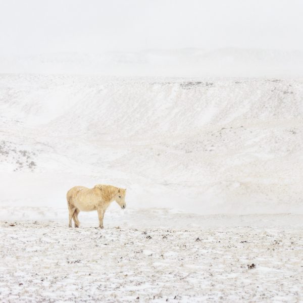 Islande, Iceland, poney