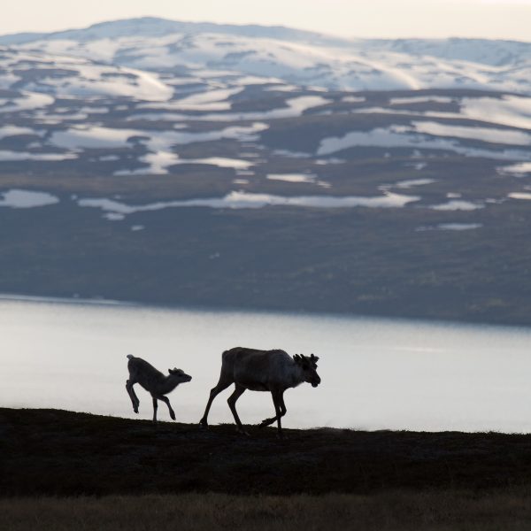 Sweden, Padjelanta, Laponia, Sapmi, reindeers near Vastenjaure