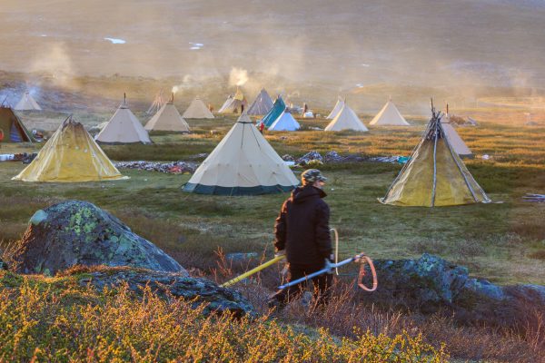 Sweden, Padjelanta, Laponia, Sapmi, summer Reindeer earmarking