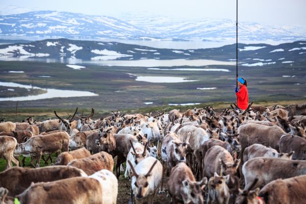 Sweden, Padjelanta, Laponia, Sapmi, summer Reindeer earmarking