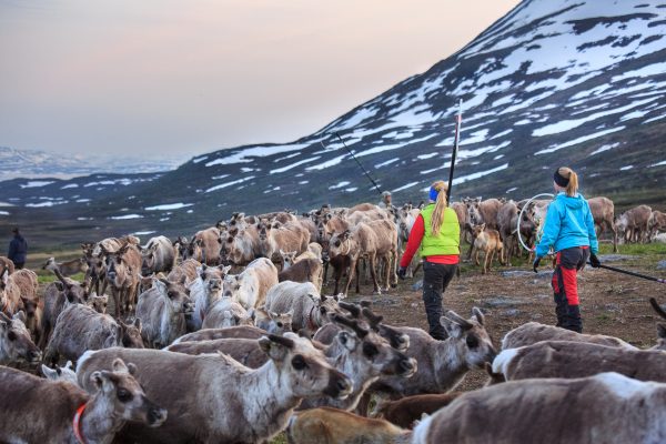 Suède, Padjelanta, Laponie, Sapmi, marquage des jeunes rennes