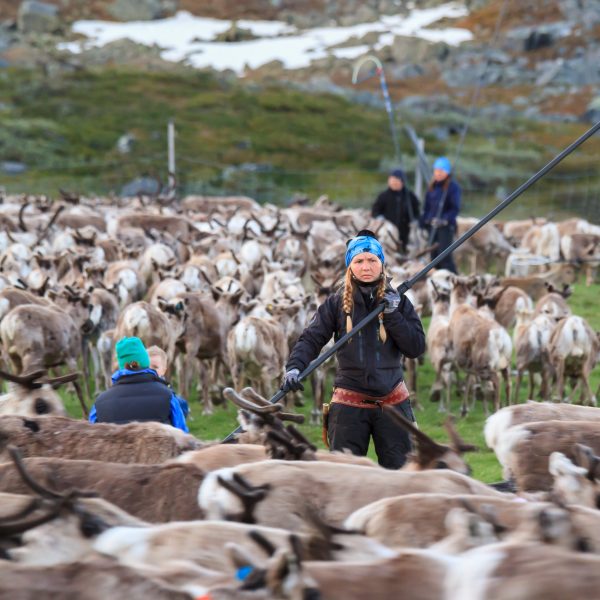 Suède, Padjelanta, Laponie, Sapmi, marquage des jeunes rennes