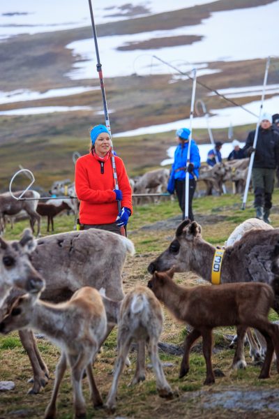 Suède, Padjelanta, Laponie, Sapmi, marquage des jeunes rennes