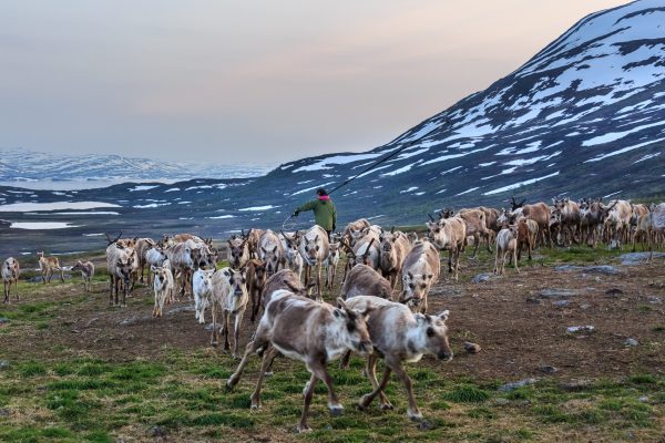 Suède, Padjelanta, Laponie, Sapmi, marquage des jeunes rennes