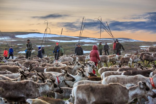 Suède, Padjelanta, Laponie, Sapmi, marquage des jeunes rennes