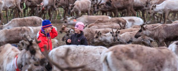 Suède, Padjelanta, Laponie, Sapmi, marquage des jeunes rennes