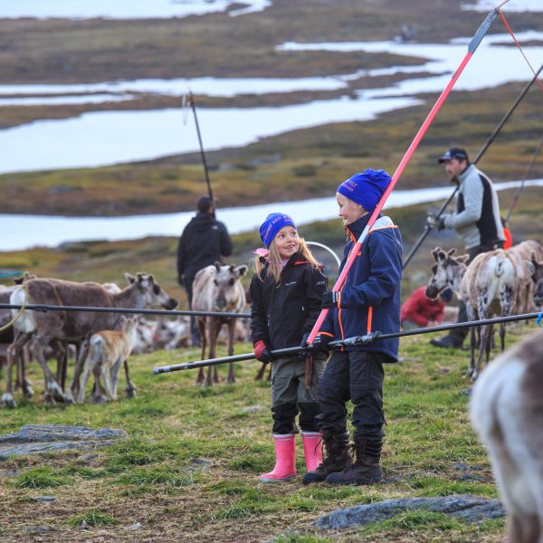 Suède, Padjelanta, Laponie, Sapmi, enfants sames marquage des jeunes rennes