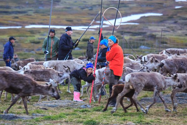 Suède, Padjelanta, Laponie, Sapmi, marquage des jeunes rennes