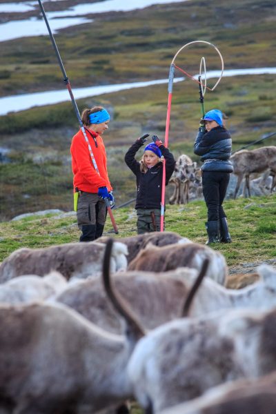 Suède, Padjelanta, Laponie, Sapmi, marquage des jeunes rennes