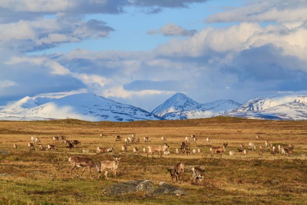 Suède, Padjelanta, Laponie, Sapmi, reindeers and Sarek mountains