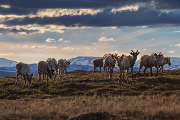 Sueden, Padjelanta, Laponia, Sapmi, reindeers