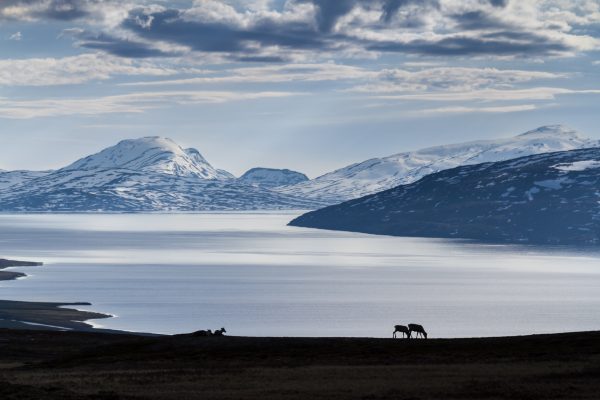 Sweden, Padjelanta, Laponia, Sapmi, reindeers near Vastenjaure