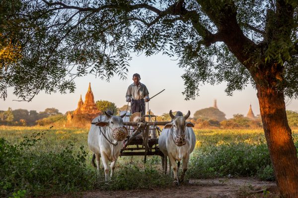 Myanmar, Birmanie, Bagan, le charretier (3)