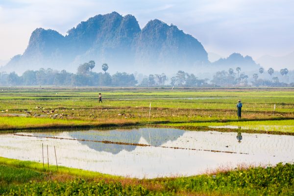 Myanmar, Birmanie, Hpa-an, rizières, rice fields