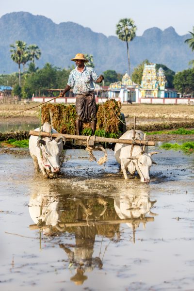 Myanmar, Birmanie, Hpa-an, plantation du riz