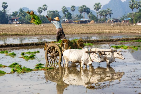 Myanmar, Birmanie, Hpa-an, rice planting with oxen