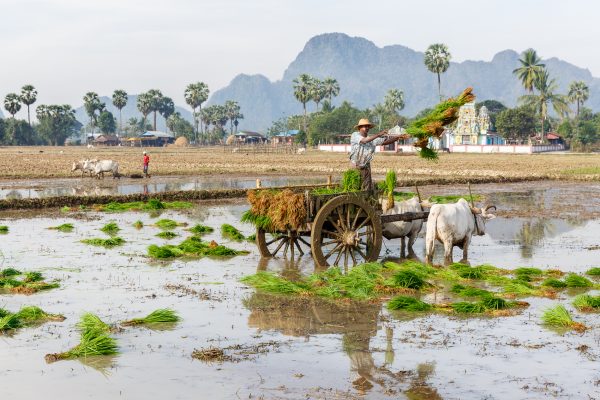 Myanmar, Birmanie, Hpa-an, plantation du riz avec des boeufs de labour