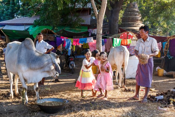 Myanmar, Birmanie, Old Bagan, campement d'éleveurs
