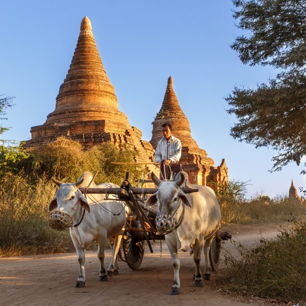 Myanmar, Birmanie, Bagan, le charretier (1)