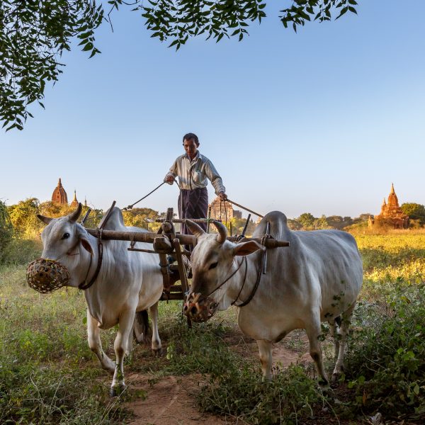 Myanmar, Birmanie, Bagan, le charretier (2)